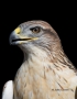 Hawk;Buteo-regalis;Ferruginous-Hawk;Birds-of-Prey;Curved-Beak;Hunter;Hunters;Pre